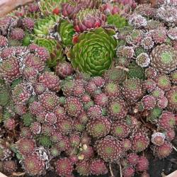 Sempervivum - Dachwurz - Hauswurz